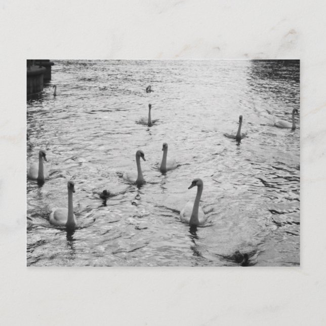 Svartvit svanar vykort (Framsida)