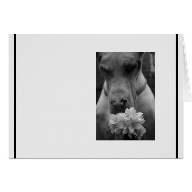 Svartvit sympati kondoleans OBS kort (Framsidan Horizontal)