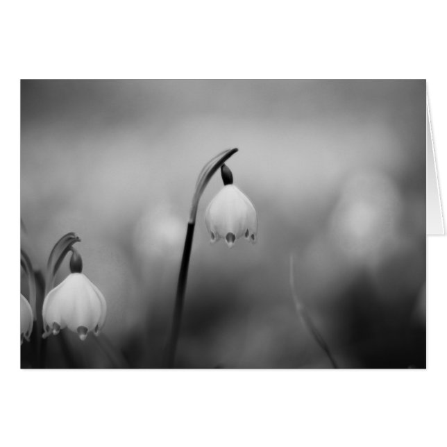 Svartvit sympati kondoleans OBS kort (Framsidan Horizontal)