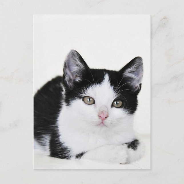 Svartvit tankfull Kitten Postcard Vykort (Framsida)