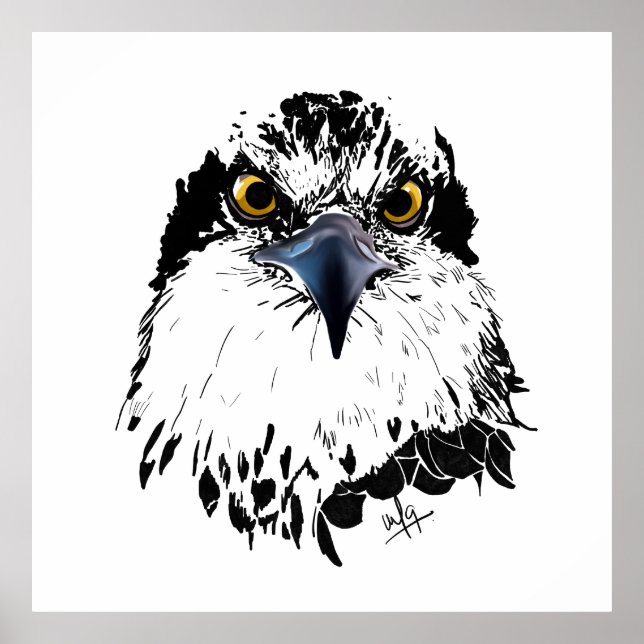 Svartvit Teckning i Osprey "Kung of Birds" Poster (Framsidan)