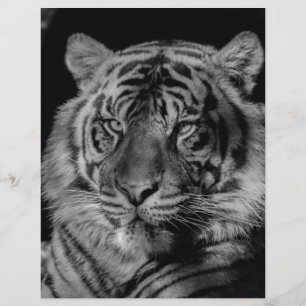 Svartvit tiger