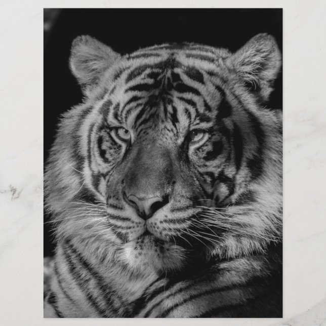 Svartvit tiger (Framsida)