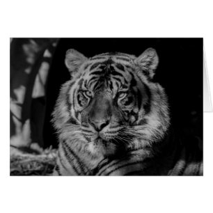 Svartvit tiger hälsningskort