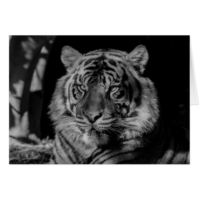 Svartvit tiger hälsningskort (Framsidan Horizontal)