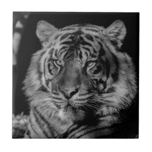 Svartvit tiger kakelplatta