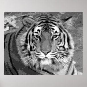 Svartvit tiger poster