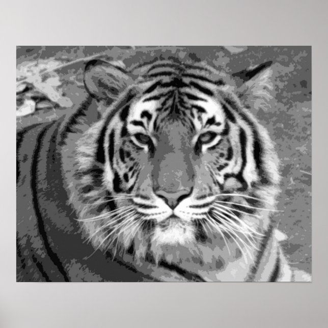 Svartvit tiger poster (Framsidan)