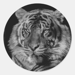 Svartvit tiger runt klistermärke