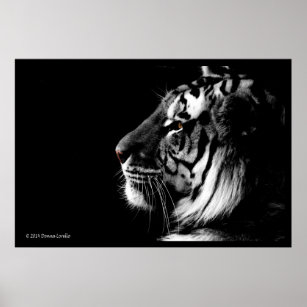 Svartvit tigerposter poster