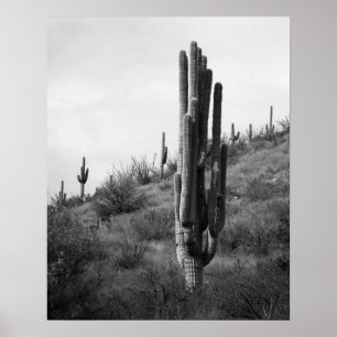 Svartvit tjockt Saguaro Cactus 16 x 20 Poster