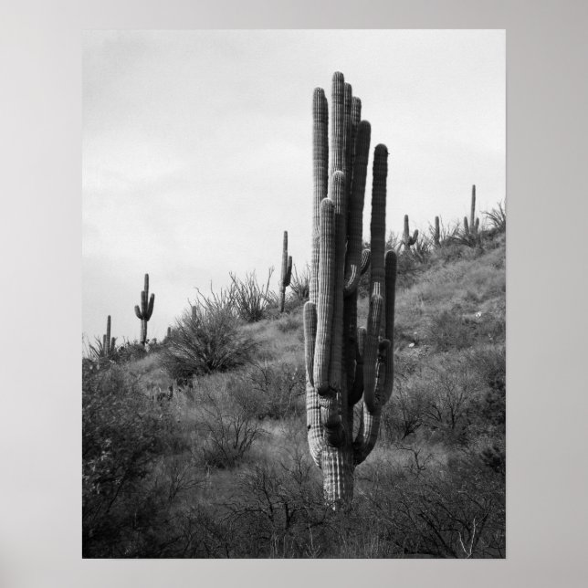 Svartvit tjockt Saguaro Cactus 16 x 20 Poster (Framsidan)