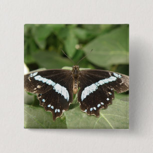Svartvit Tropical Butterfly Butterfly Button Knapp