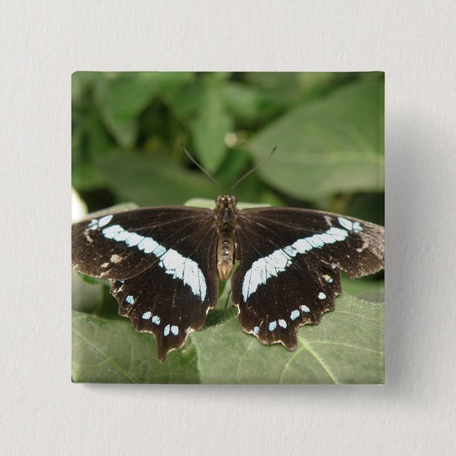 Svartvit Tropical Butterfly Butterfly Button Knapp (Framsida)