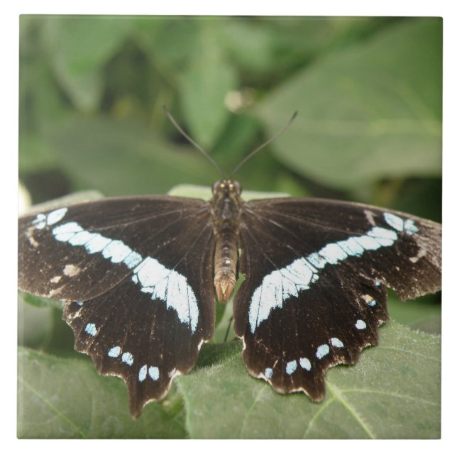 Svartvit Tropical Butterfly Tile Kakelplatta (Framsidan)