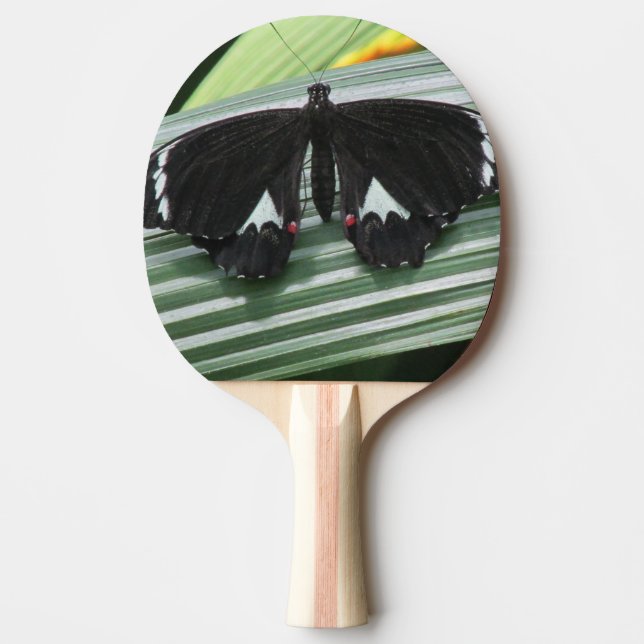 Svartvit tropisk fjäril pingisracket (Framsidan)