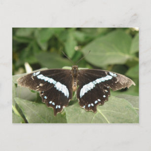 Svartvit Tropiskt butterfly-vykort Vykort
