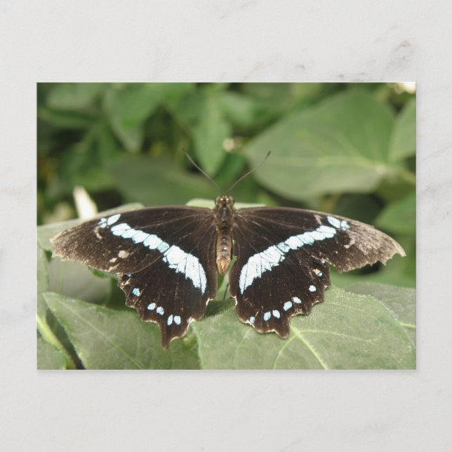 Svartvit Tropiskt butterfly-vykort Vykort (Framsida)