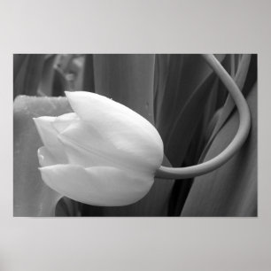 Svartvit tulpan poster
