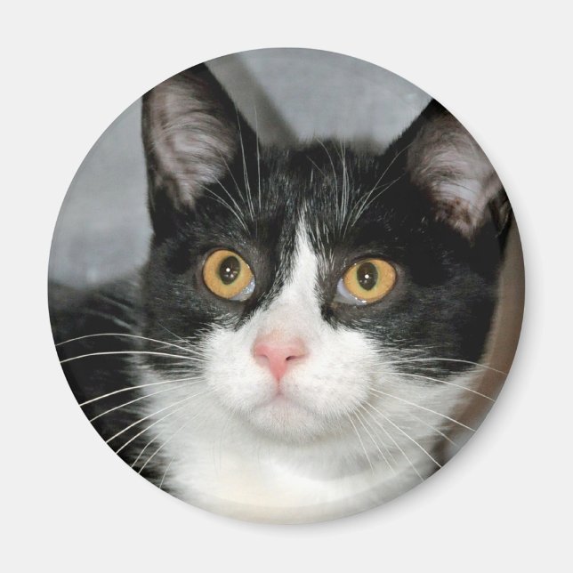 Svartvit Tuxedo Cat Magnets Magnet (Framsidan)