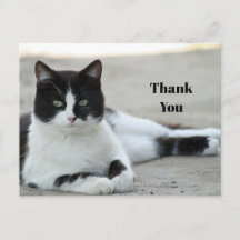 Svartvit Tuxedo Katt Foto Tack