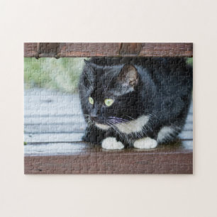Svartvit Tuxedo-katt Pussel