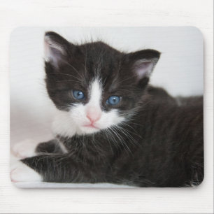 Svartvit Tuxedo Kitten Musmatta