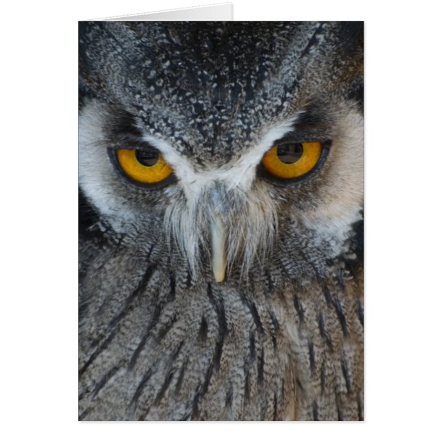 Svartvit uggla för makro hälsningskort (Framsidan)