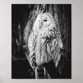 Svartvit Uggla Majestic Bird of Ber Poster