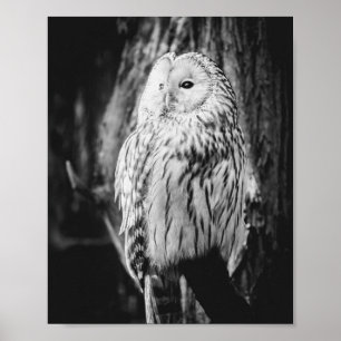 Svartvit Uggla Majestic Bird of Ber Poster