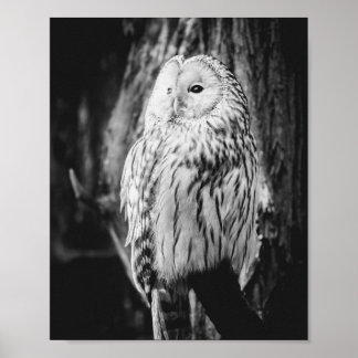 Svartvit Uggla Majestic Bird of Ber Poster