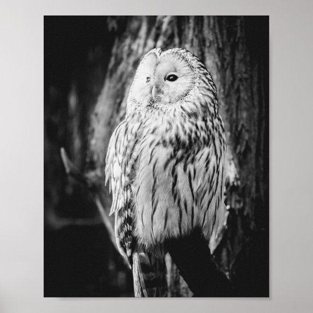 Svartvit Uggla Majestic Bird of Ber Poster (Framsidan)