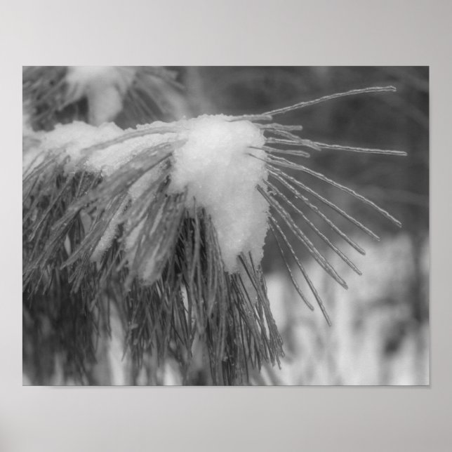 Svartvit utskrift av snö Ice Gräs Nål Poster (Framsidan)