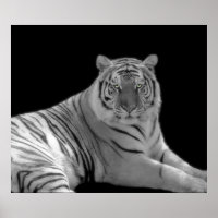 Svartvit utskrift av tiger