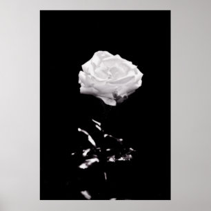 Svartvit vackert Ro nära Poster