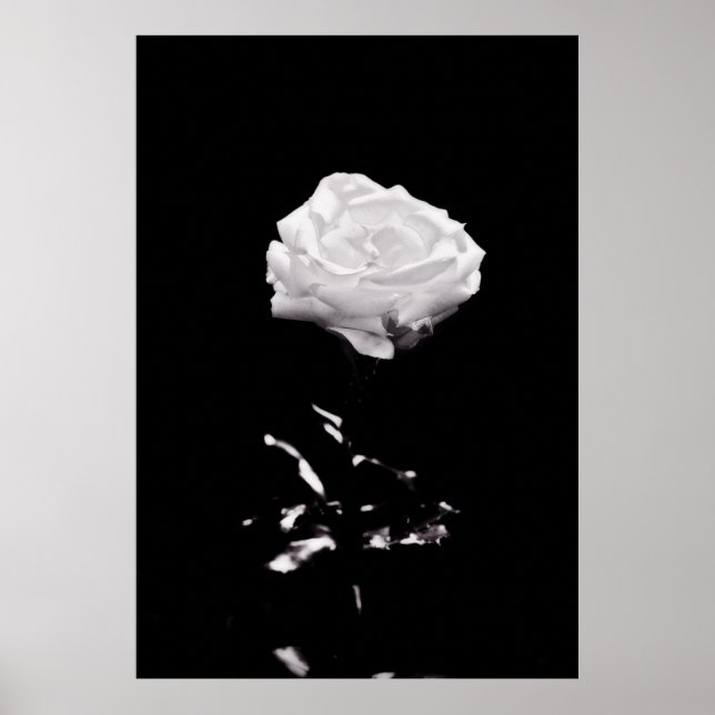 Svartvit vackert Ro nära Poster (Framsidan)