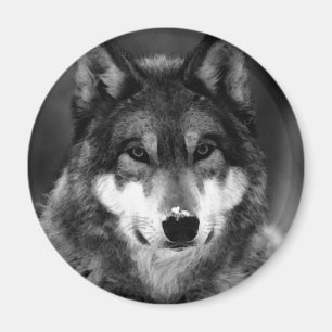 Svartvit Varg Magnet