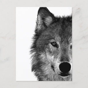 Svartvit Varg Öga Artwork Helg Vykort