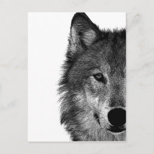 Svartvit Varg Öga Artwork Vykort