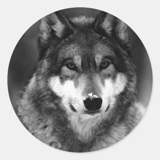 Svartvit Varg Runt Klistermärke (Framsida)
