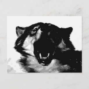Svartvit Varg Vykort