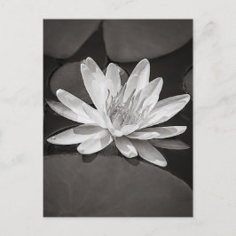 Svartvit Vatten Lily Vykort