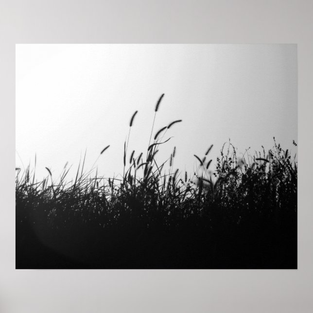 Svartvit Vild Grass i Fält vid solnedgång 16 x 20 Poster (Framsidan)