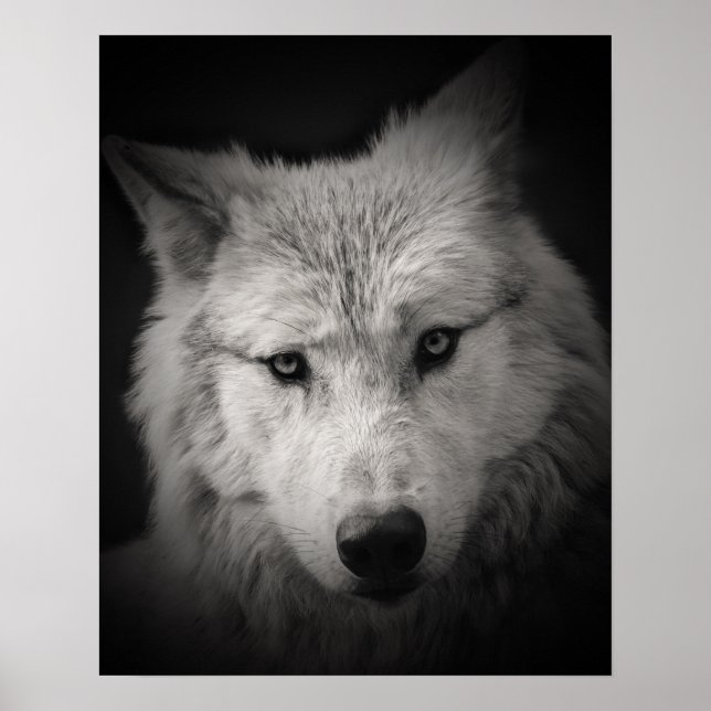 Svartvit vit vit Varg Poster (Framsidan)