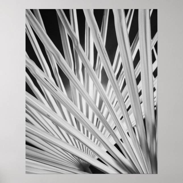 Svartvit vy över handflatan träd fronds poster (Framsidan)