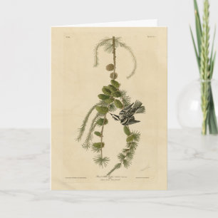 Svartvit Warbler - Audubon's Birds of America Kort