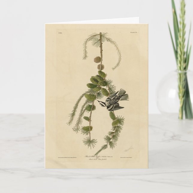 Svartvit Warbler - Audubon's Birds of America Kort (Framsida)