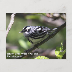 Svartvit Warbler Vykort