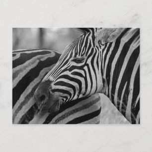 Svartvit zebra-vykort vykort