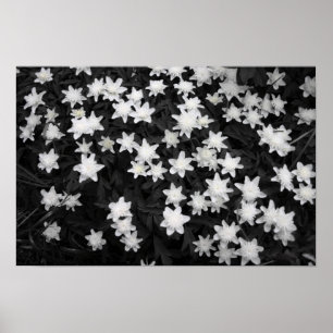Svartvita ängar poster